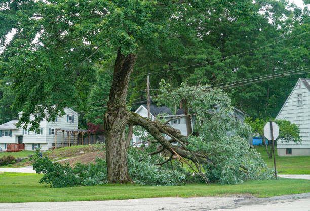 Trusted Hewlett, NY Tree Removal Experts